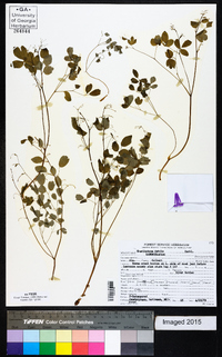 Thalictrum debile image