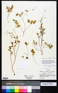 Thalictrum debile image