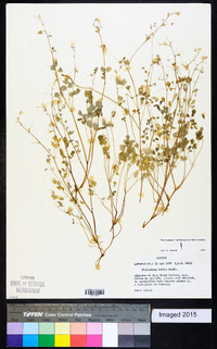 Thalictrum debile image