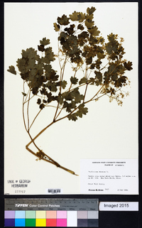 Thalictrum dioicum image