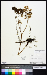 Thalictrum dioicum image