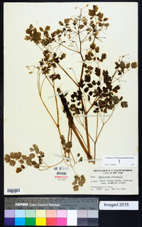 Thalictrum dioicum image