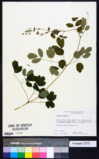 Thalictrum dioicum image