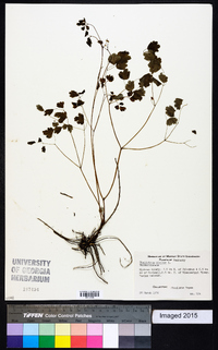 Thalictrum dioicum image