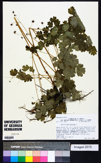 Thalictrum dioicum image