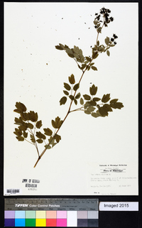 Thalictrum dioicum image