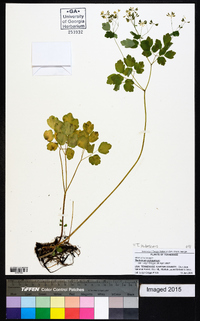 Thalictrum pubescens image