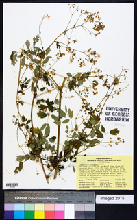 Thalictrum pubescens image