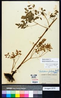 Thalictrum pubescens image