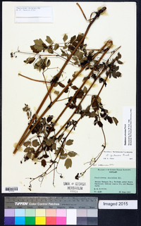 Thalictrum pubescens image