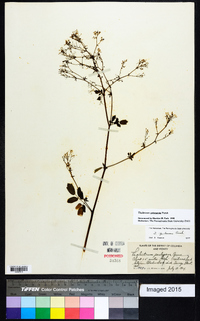 Thalictrum pubescens image