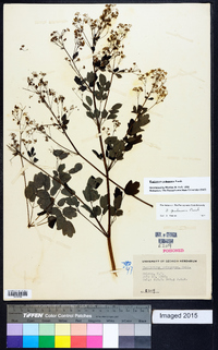 Thalictrum pubescens image