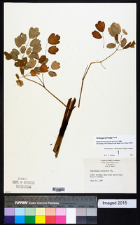 Thalictrum pubescens image