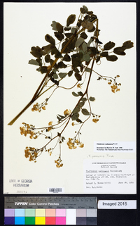 Thalictrum pubescens image