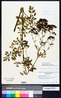 Thalictrum pubescens image