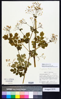 Thalictrum pubescens image