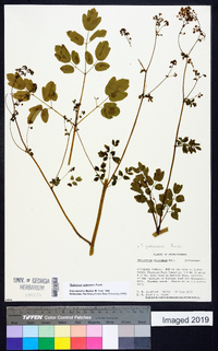 Thalictrum pubescens image