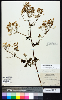 Thalictrum pubescens image