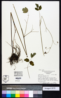 Thalictrum pubescens image