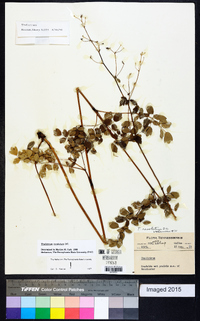 Thalictrum amphibolum image