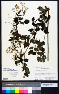 Thalictrum amphibolum image