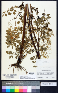 Thalictrum amphibolum image