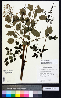 Thalictrum amphibolum image