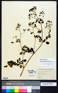 Thalictrum amphibolum image