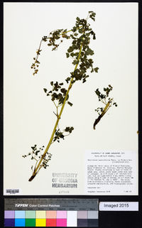 Thalictrum sparsiflorum var. saximontanum image