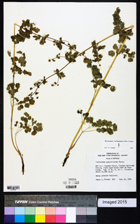 Thalictrum sparsiflorum image