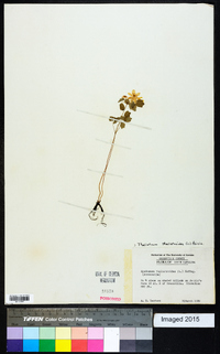 Thalictrum thalictroides image