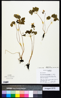 Thalictrum thalictroides image