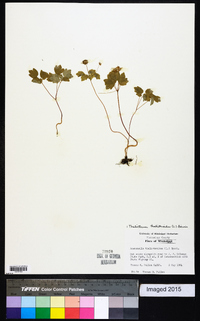 Thalictrum thalictroides image