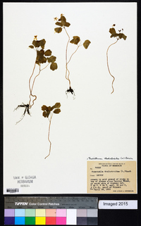 Thalictrum thalictroides image