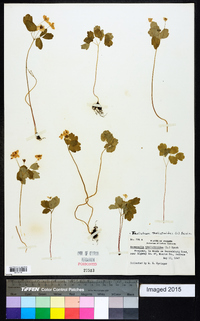 Thalictrum thalictroides image