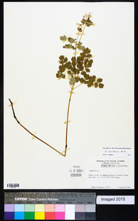 Thalictrum venulosum image