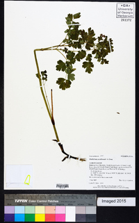 Thalictrum occidentale image