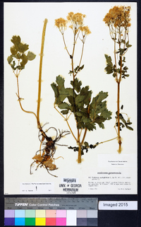 Thalictrum aquilegiifolium image