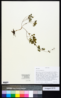 Thalictrum arkansanum image