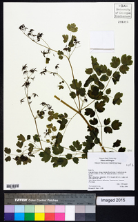 Thalictrum occidentale image