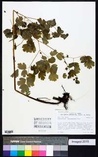 Thalictrum occidentale image