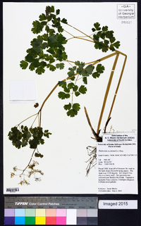 Thalictrum occidentale image