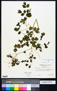 Thalictrum occidentale image