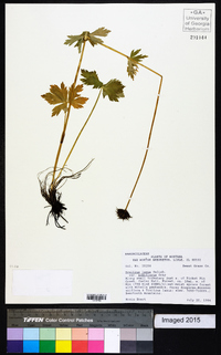 Trollius laxus image