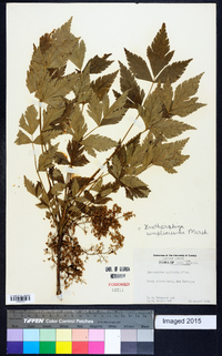 Xanthorhiza simplicissima image