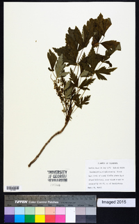 Xanthorhiza simplicissima image