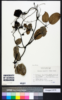 Stauntonia hexaphylla image