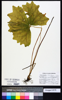 Achlys triphylla image