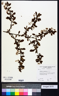 Berberis canadensis image