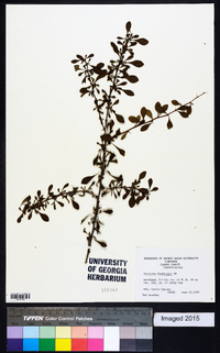 Berberis thunbergii image